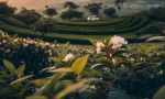 探寻梧州黑茶六堡茶产地之美，品味正宗原产地魅力